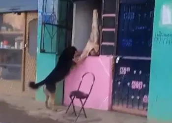 Admin Seals Meat Shop in Kulgam After Viral Video Shows Dog Eating Meat