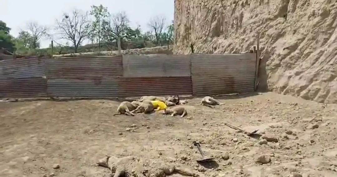 11 Sheep Perish in Budgam Landslide, Villagers Blame Negligence