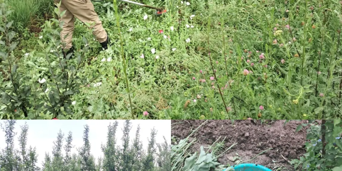 Over 7 Kanals of Poppy Destroyed in Kund as Kulgam Police Intensify Anti-Narcotics Drive