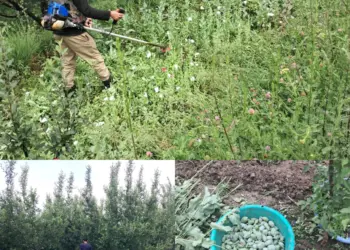 Over 7 Kanals of Poppy Destroyed in Kund as Kulgam Police Intensify Anti-Narcotics Drive