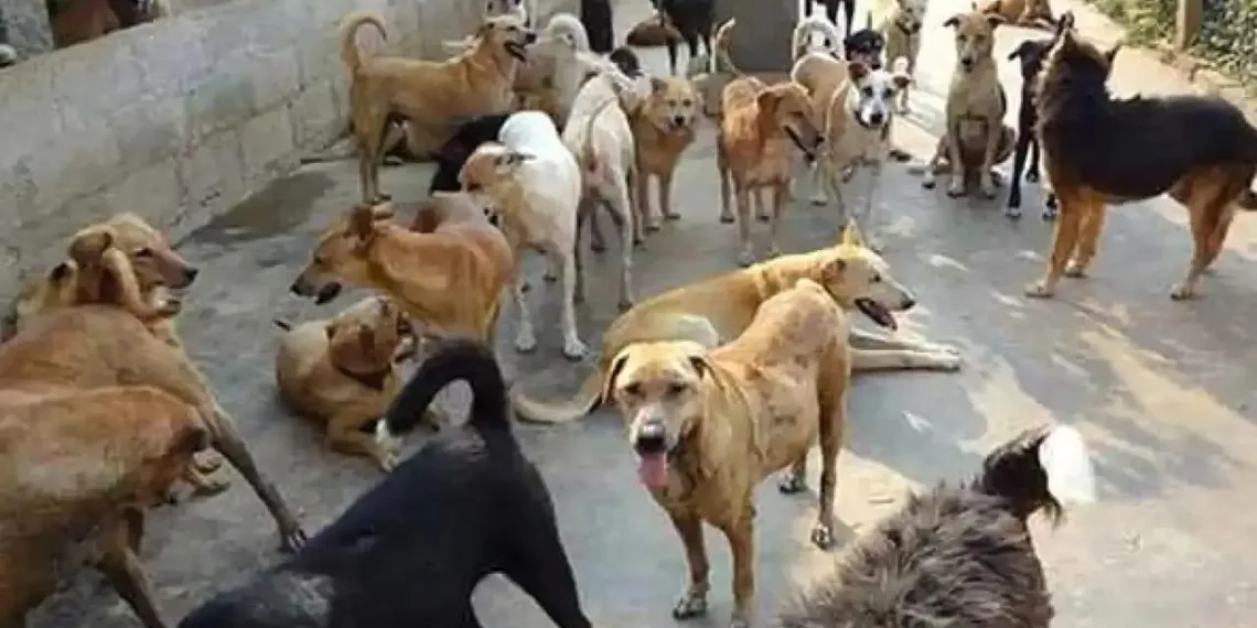 *Stray Dog Menace Sparks Fear in Srinagar, Er Danish Reshi Demands Action