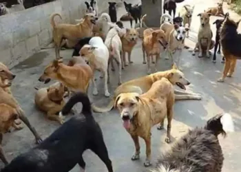 *Stray Dog Menace Sparks Fear in Srinagar, Er Danish Reshi Demands Action