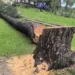 *FIR Registered Over Illegal Felling of 50-Foot Deodar Tree Inside Shopian School