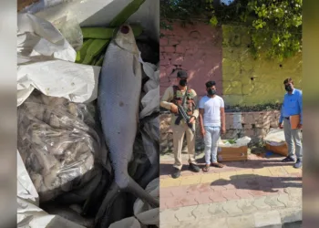 *Flying Squad Seizes 100 Kg Rotten Fish at Srinagar Airport, Seller Booked: Police*