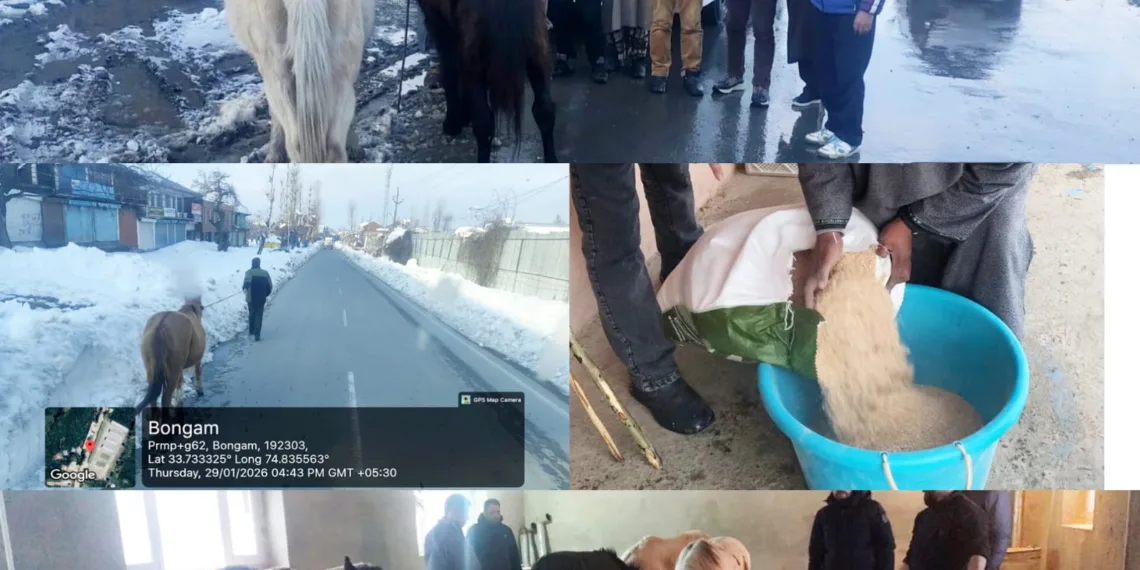 Five Stray Horses Safely Rescued in Shopian, Shifted to Secure Location for Proper Care