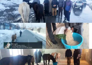 Five Stray Horses Safely Rescued in Shopian, Shifted to Secure Location for Proper Care
