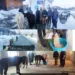 Five Stray Horses Safely Rescued in Shopian, Shifted to Secure Location for Proper Care