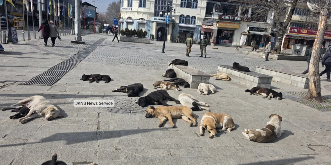 Over 2.06 Lakh Dog Bite Cases Reported Across J&K in Two Years: J&K Govt in Assembly