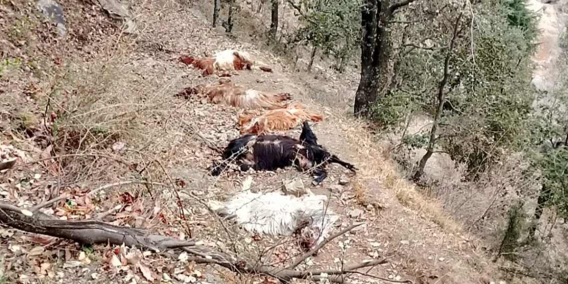 livestock Loss in Padna prada Karnah After Wild Animal Attack; Victim Appeals for Government Assistance