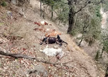 livestock Loss in Padna prada Karnah After Wild Animal Attack; Victim Appeals for Government Assistance