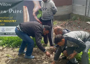 Willow Revival Mission Launched to Sustain Kashmir’s Cricket Bat Industry
