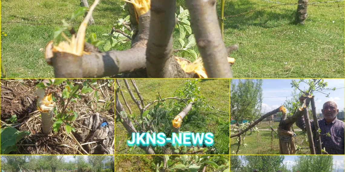 Apple Trees Axed by Miscreants in Sopore Orchard