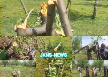Apple Trees Axed by Miscreants in Sopore Orchard