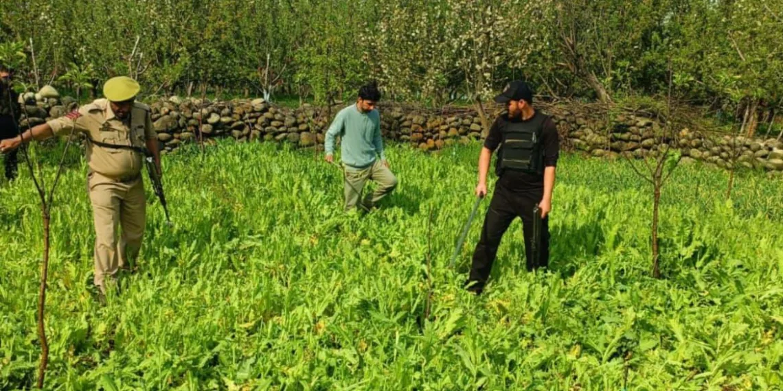 Nasha Mukt Jammu & Kashmir Abhiyan; J&K Police in Shopian Destroys Illegal Poppy Cultivation; FIR Registered