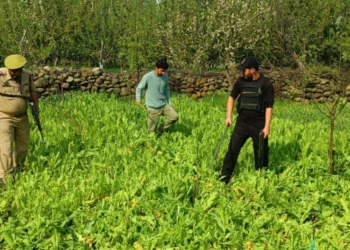 Nasha Mukt Jammu & Kashmir Abhiyan; J&K Police in Shopian Destroys Illegal Poppy Cultivation; FIR Registered