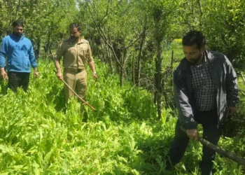 Anantnag Police Destroys Illegal Poppy Cultivation in Dooru; Multiple FIRs Registered