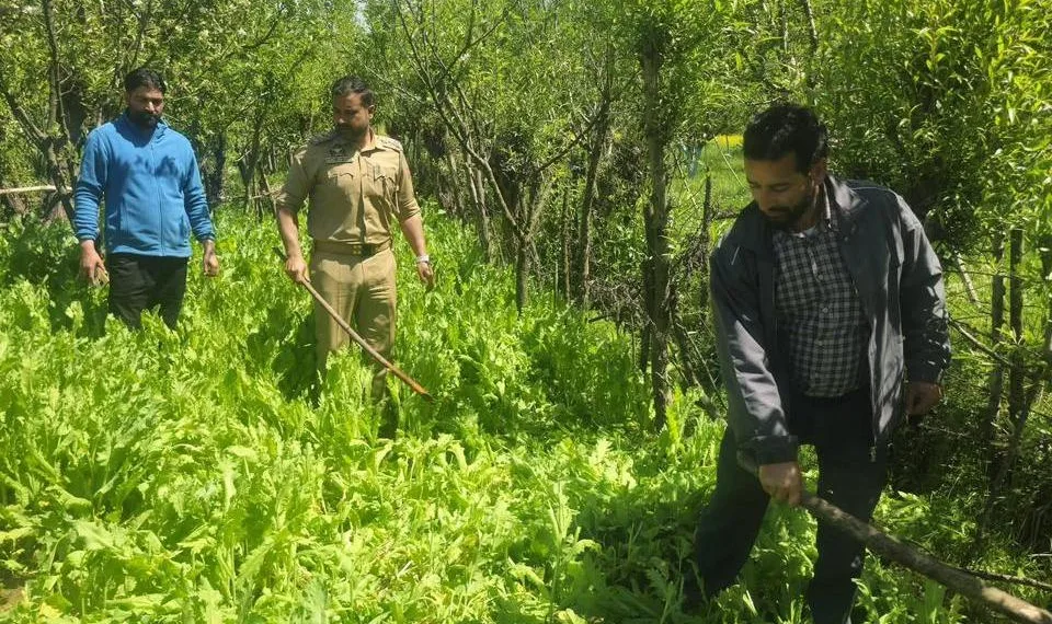 Anantnag Police Destroys Illegal Poppy Cultivation in Dooru; Multiple FIRs Registered