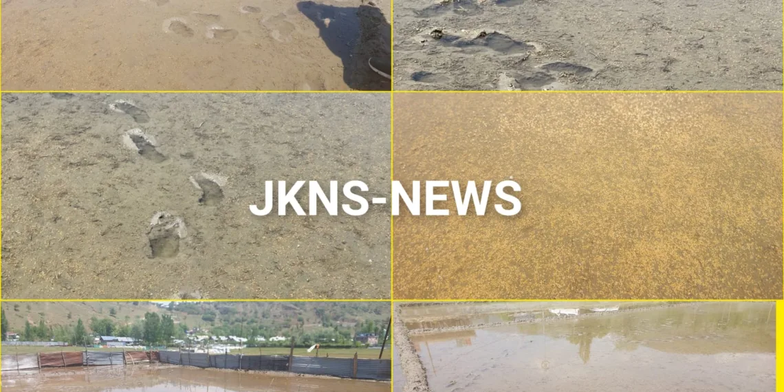 Wild Boars Wreak Havoc on Sopore Farms, Paddy Seedlings Destroyed Across Zaingeer Belt