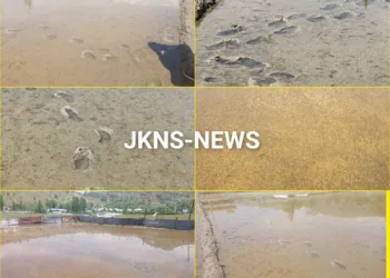 Wild Boars Wreak Havoc on Sopore Farms, Paddy Seedlings Destroyed Across Zaingeer Belt