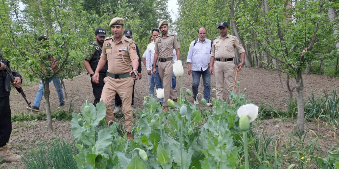 Anti-Drug Drive Intensifies: Illegal Poppy Cultivation Destroyed in Hajin, Case Registered