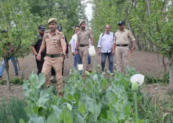 Anti-Drug Drive Intensifies: Illegal Poppy Cultivation Destroyed in Hajin, Case Registered