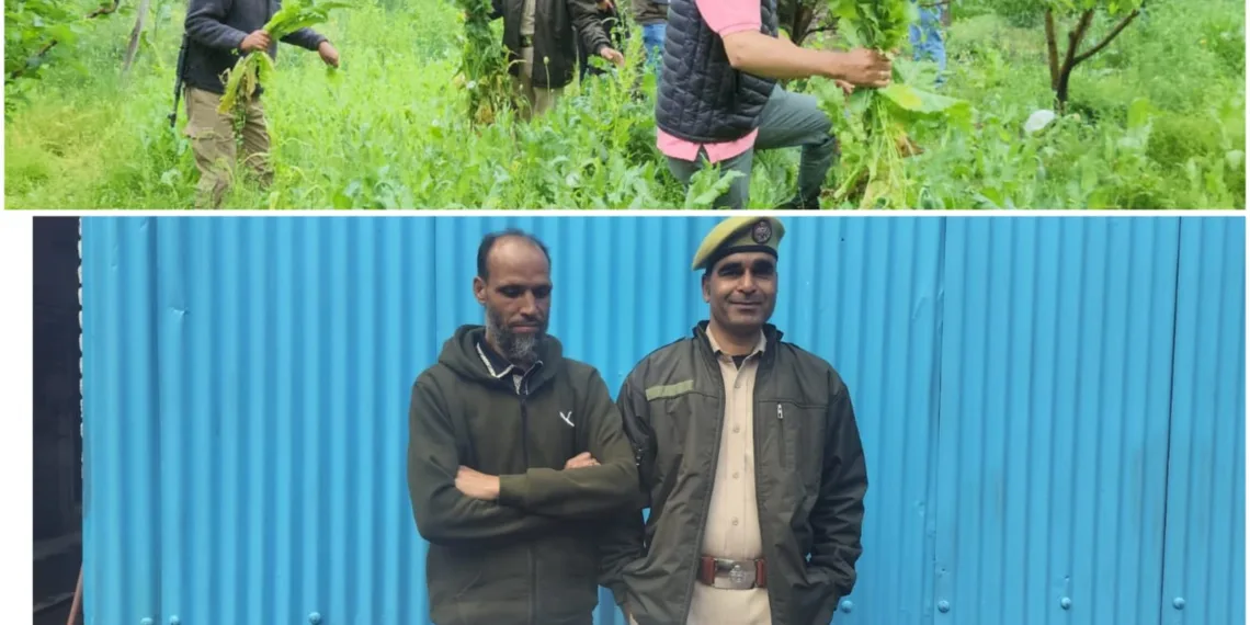 “Zero Tolerance on Narcotics”: Pulwama Police Busts Illegal Poppy Cultivation, Accused Arrested