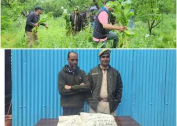 “Zero Tolerance on Narcotics”: Pulwama Police Busts Illegal Poppy Cultivation, Accused Arrested