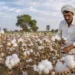 Cabinet Clears ₹5,659 Cr Cotton Mission to Boost Productivity, Aim Global Leadership by 2031