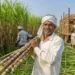 Cabinet Clears ₹5,659 Cr Cotton Mission to Boost Productivity, Aim Global Leadership by 2031