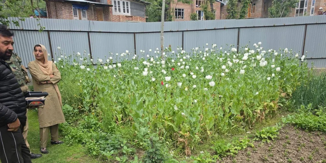 Anantnag Police Destroys Illegal Poppy Cultivation, Registers NDPS Cases in Utrasoo, Achabal