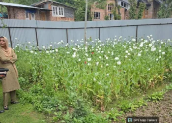 Anantnag Police Destroys Illegal Poppy Cultivation, Registers NDPS Cases in Utrasoo, Achabal