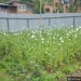 Anantnag Police Destroys Illegal Poppy Cultivation, Registers NDPS Cases in Utrasoo, Achabal