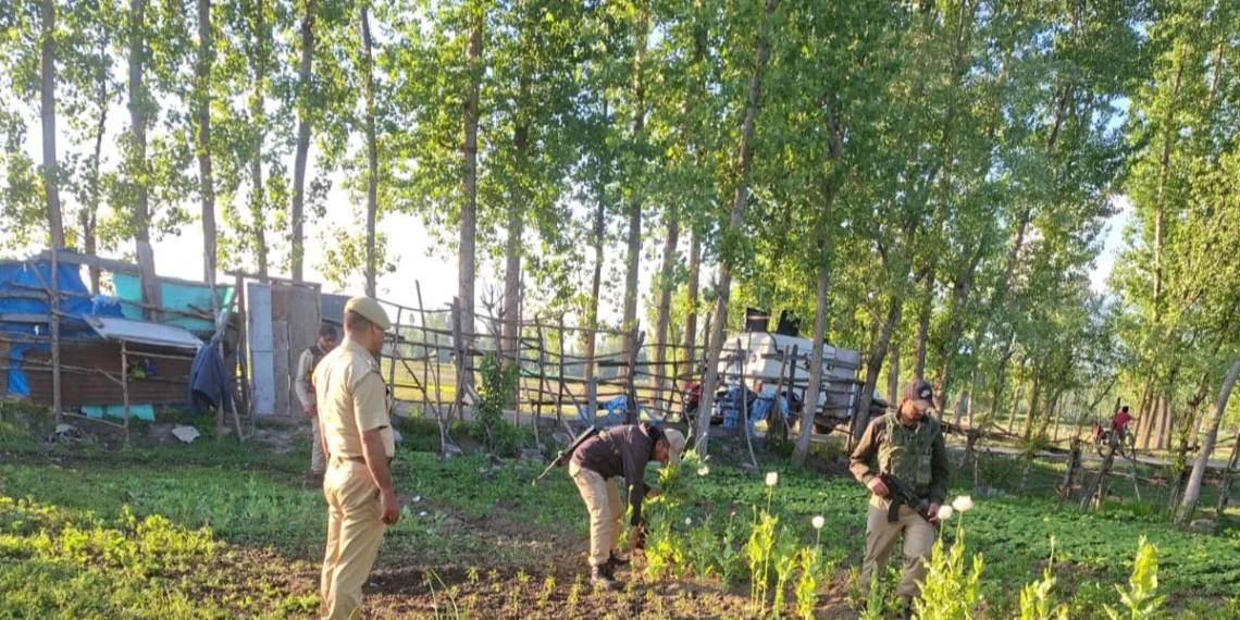 Srinagar Police Intensifies Action Against Illicit Poppy Cultivation under Nasha Mukt Jammu & Kashmir Abhiyan