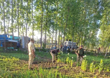 Srinagar Police Intensifies Action Against Illicit Poppy Cultivation under Nasha Mukt Jammu & Kashmir Abhiyan