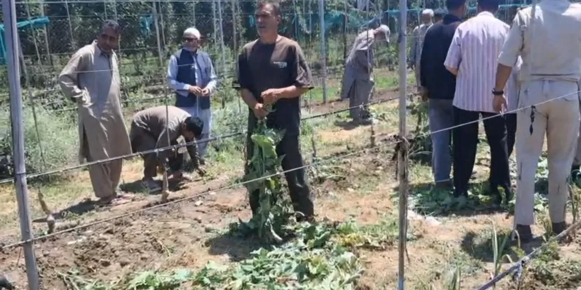 Massive Anti-Narcotics Crackdown in Anantnag: Illegal Poppy Cultivation Busted in Pahalgam, Mattan
