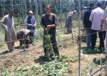Massive Anti-Narcotics Crackdown in Anantnag: Illegal Poppy Cultivation Busted in Pahalgam, Mattan