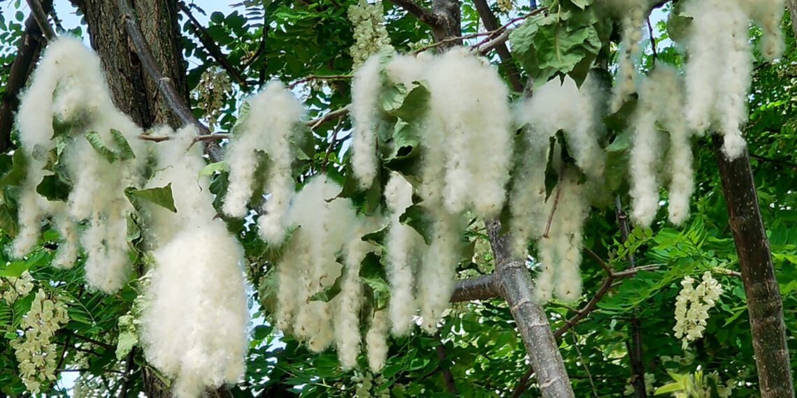 Poplar Fluff Creates Health Concerns Across District Shopian, Residents Seek Action