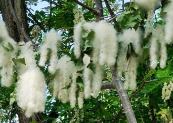 Poplar Fluff Creates Health Concerns Across District Shopian, Residents Seek Action