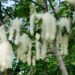 Poplar Fluff Creates Health Concerns Across District Shopian, Residents Seek Action