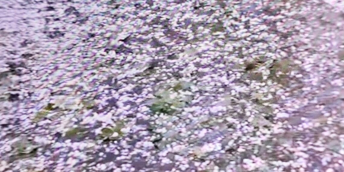 Hailstorm Wreaks Havoc on Apple Orchards, Paddy Fields in North Kashmir