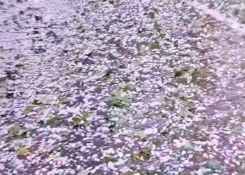 Hailstorm Wreaks Havoc on Apple Orchards, Paddy Fields in North Kashmir