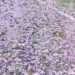 Hailstorm Wreaks Havoc on Apple Orchards, Paddy Fields in North Kashmir