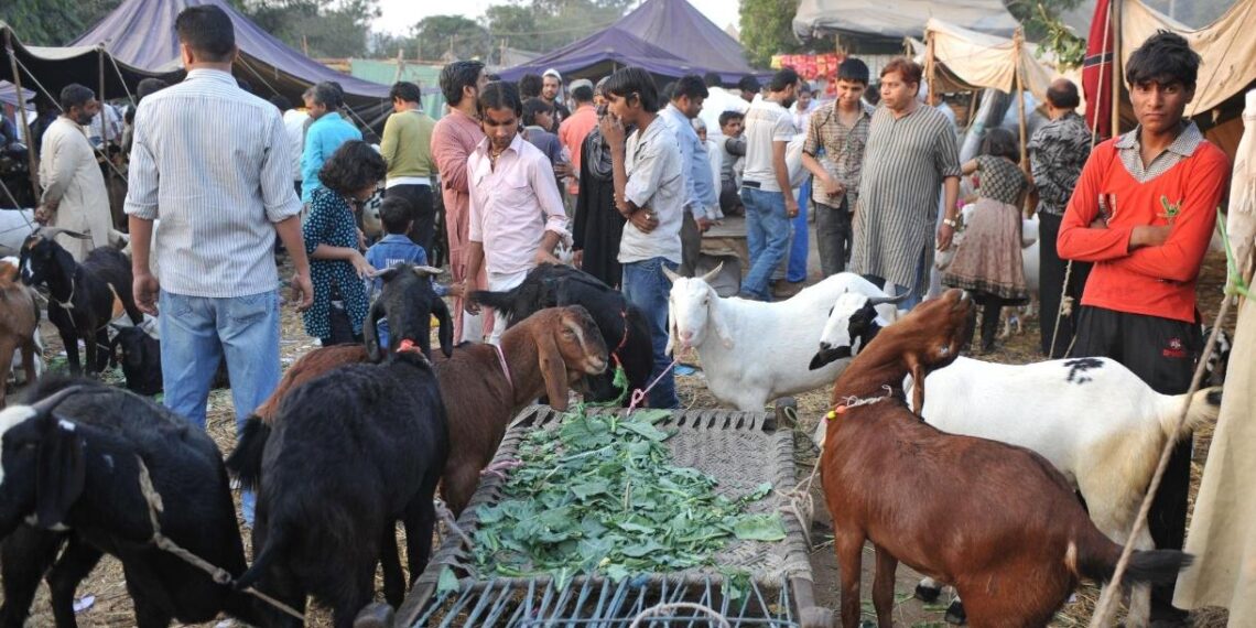 Eid-ul-Adha Preparations in Karnah Valley in Full Swing, Markets Witness Vibrant Trade of Sacrificial Animals