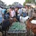 Eid-ul-Adha Preparations in Karnah Valley in Full Swing, Markets Witness Vibrant Trade of Sacrificial Animals