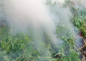 Anantnag Police Cracks Down on Illegal Cannabis Cultivation, Destroys Narcotic Crop in Bijbehara