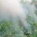 Anantnag Police Cracks Down on Illegal Cannabis Cultivation, Destroys Narcotic Crop in Bijbehara