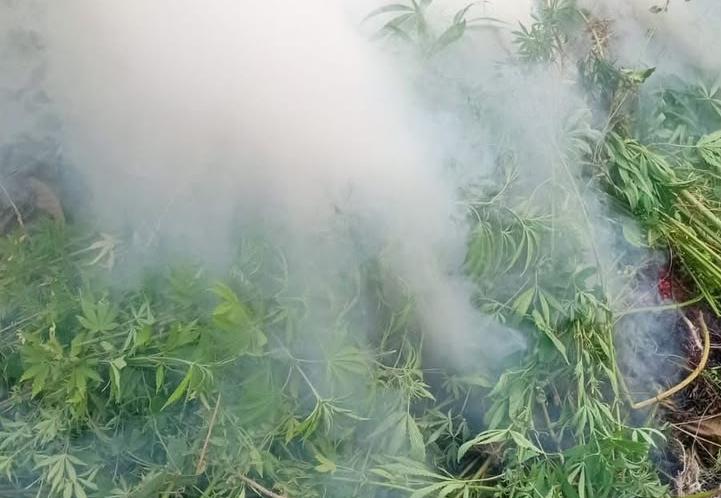 Anantnag Police Cracks Down on Illegal Cannabis Cultivation, Destroys Narcotic Crop in Bijbehara
