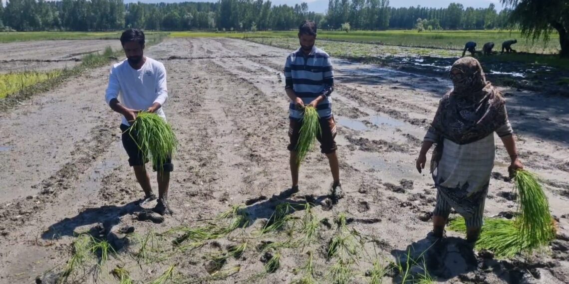 Water Scarcity Hits Sonawari’s Agricultural Belt; Farmers Suffer as Yasir Reshi Slams Sitting MLA