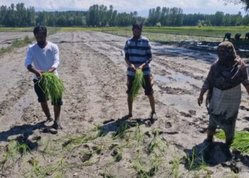 Water Scarcity Hits Sonawari’s Agricultural Belt; Farmers Suffer as Yasir Reshi Slams Sitting MLA