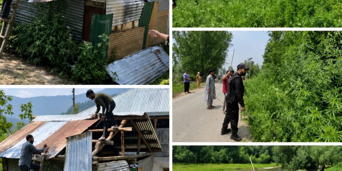 HANDWARA INITIATED DEMOLITION AND DESTRUCTION DRIVE OF WILD HAMP UNDER NASHA MUKT J&K ABHIYAN